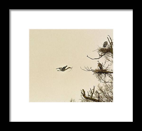 Great Blue Heron Framed Print featuring the photograph Great Blue Heron Nest Building by Randy J Heath