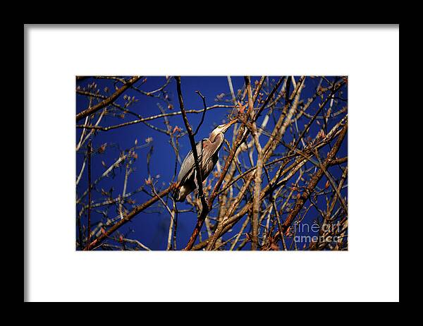 Terry Elniski Photography Framed Print featuring the photograph Great Blue Heron Nesting 2017 - 1 by Terry Elniski