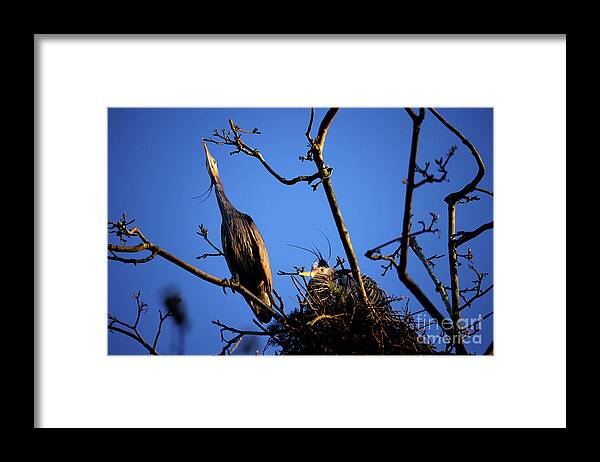 Terry Elniski Photography Framed Print featuring the photograph Great Blue Heron Nesting 2017 - 5 by Terry Elniski