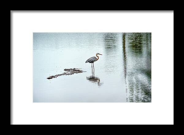 Ardea Herodias Framed Print featuring the photograph Great Blue Heron on Chesapeake Bay pond by Patrick Wolf