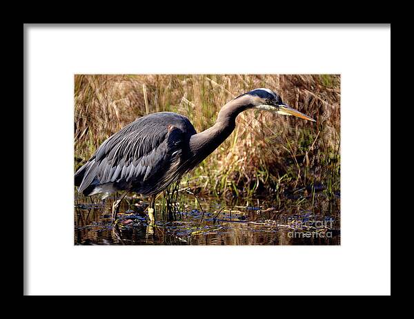 Terry Elniski Photography Framed Print featuring the photograph Great Blue Heron On The Hunt 1 by Terry Elniski