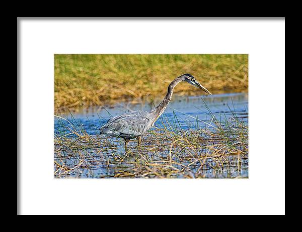 Herons Framed Print featuring the photograph Great Blue Heron On The Hunt by DB Hayes