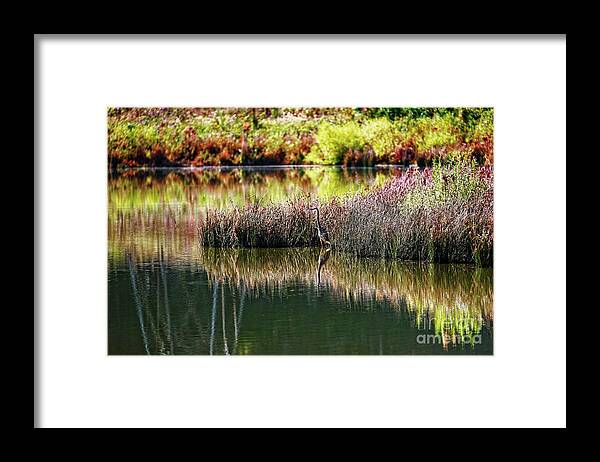 Great Blue Heron Framed Print featuring the photograph Great Blue Heron by Paul Mashburn