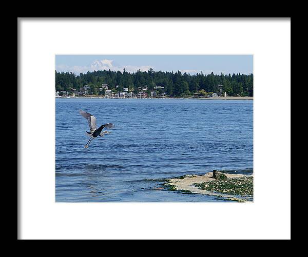 Great Blue Heron Framed Print featuring the photograph Great Blue Heron by Peter Mooyman