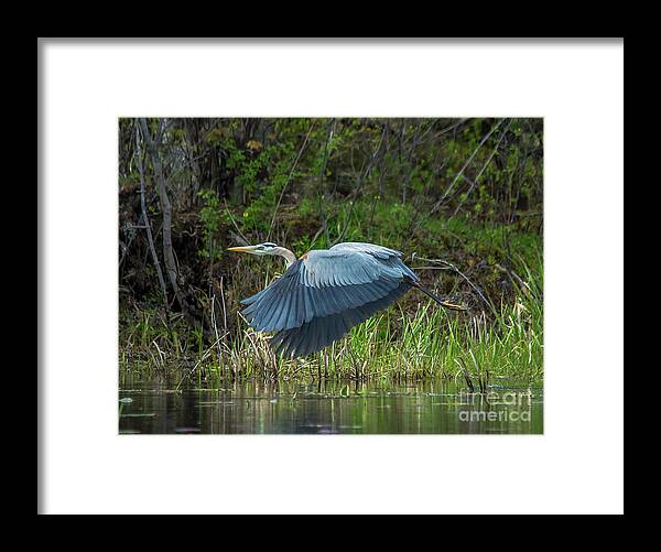 Cheryl Baxter Photography Framed Print featuring the photograph Great Blue Heron Take Off by Cheryl Baxter