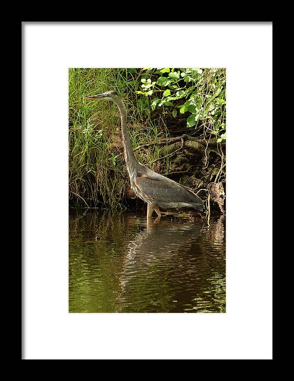 Nature Photography Framed Print featuring the photograph Great Blue Heron Wading in a Pond by Artful Imagery