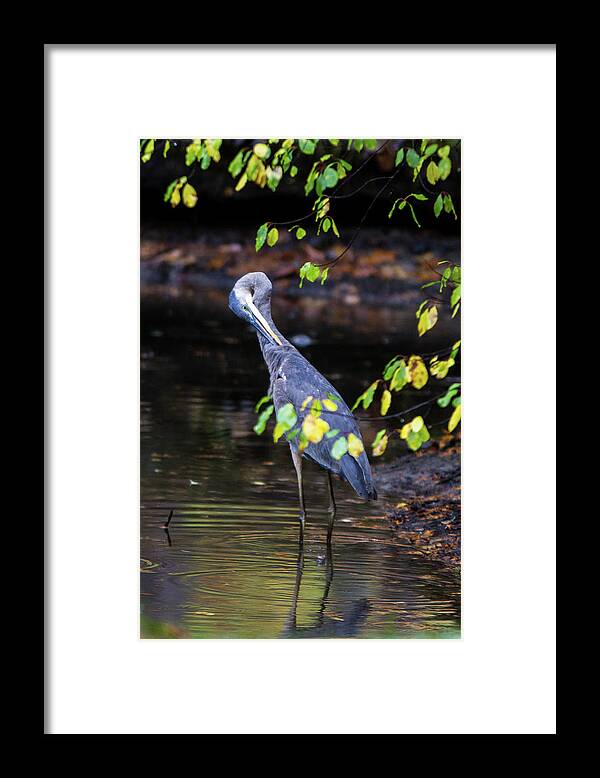 Great Blue Heron Framed Print featuring the photograph Great Blue Heron with an itch by Darryl Hendricks