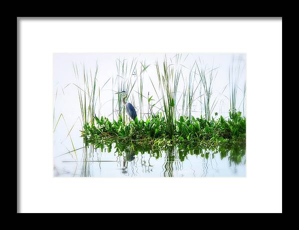Crystal Yingling Framed Print featuring the photograph Great Blue on Green Island by Ghostwinds Photography