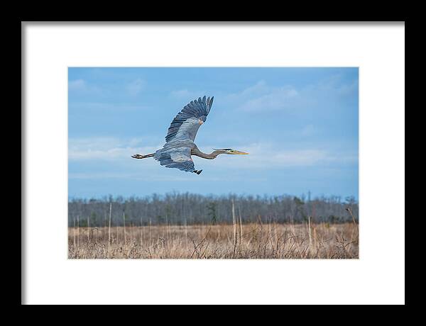 Alligator River Wildlife Refuge Framed Print featuring the photograph Great Blue Over the Refuge by Cyndi Goetcheus Sarfan