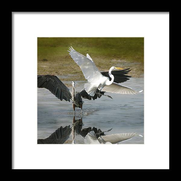Heron Framed Print featuring the photograph Great Blue vs. great white egret by Joseph G Holland