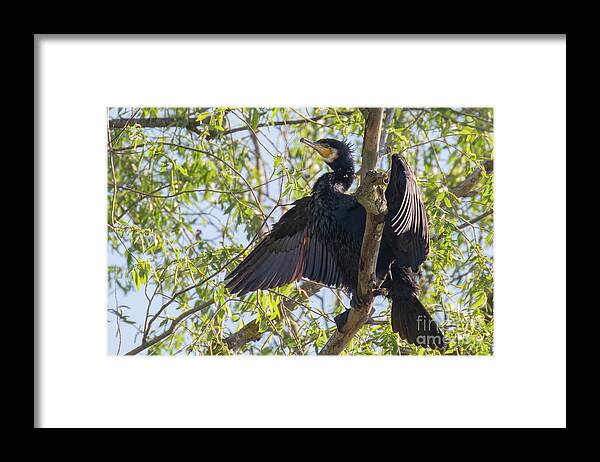 Animal Framed Print featuring the photograph Great cormorant - high in the tree by Jivko Nakev
