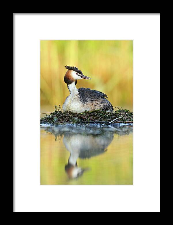 70015143 Framed Print featuring the photograph Great Creasted Grebe on Nest by Jasper Doest