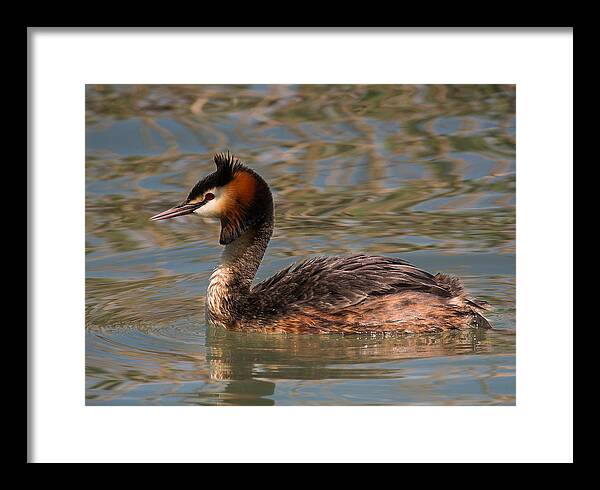 Grebe Framed Print featuring the photograph Great Crested Grebe by Claudio Maioli