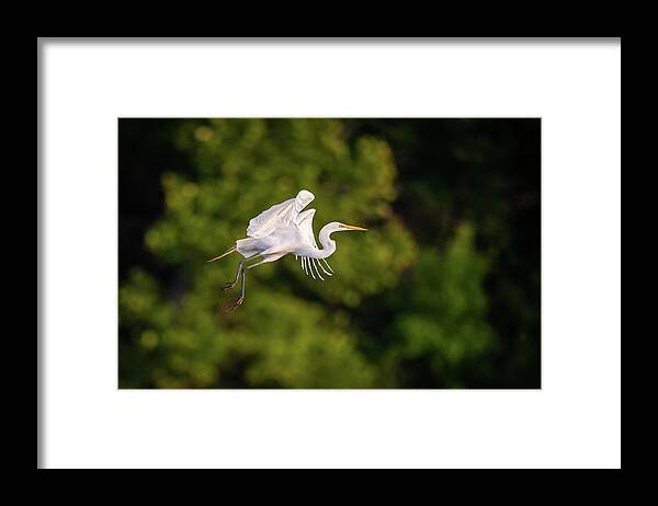 Great Egret (ardea Alba) Framed Print featuring the photograph Great Egret 3176 by Jeff Phillippi