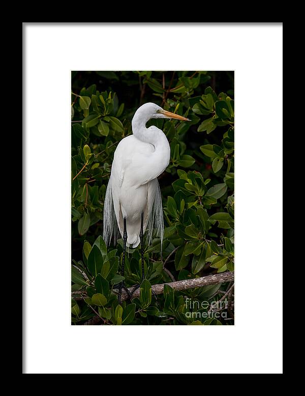 Great Egret Framed Print featuring the photograph Great Egret by Chris Scroggins