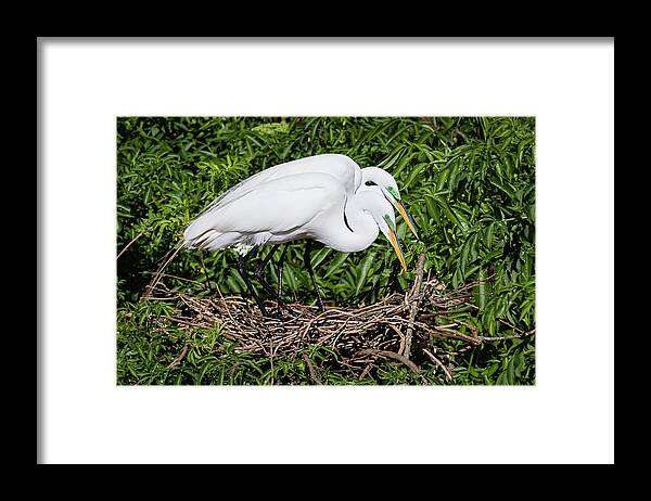 Ardea Alba Framed Print featuring the photograph Great Egret Couple by Dawn Currie