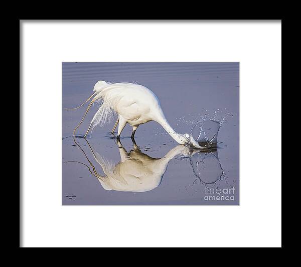 Egrets Framed Print featuring the photograph Great Egret Dipping For Food by DB Hayes