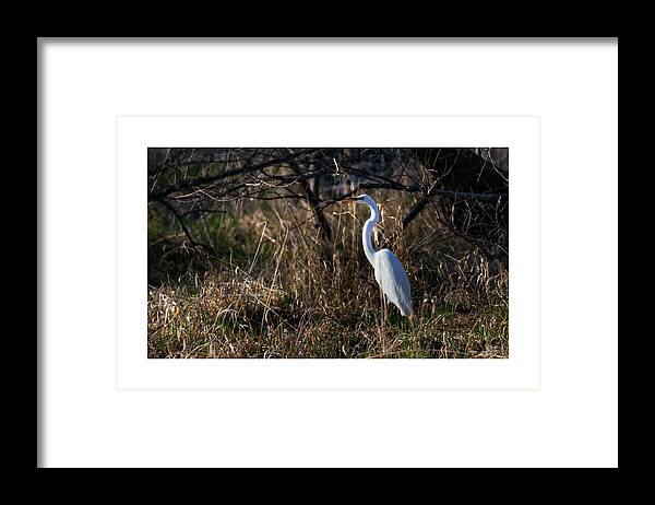Great Egret Framed Print featuring the photograph Great Egret Evening by Ed Peterson
