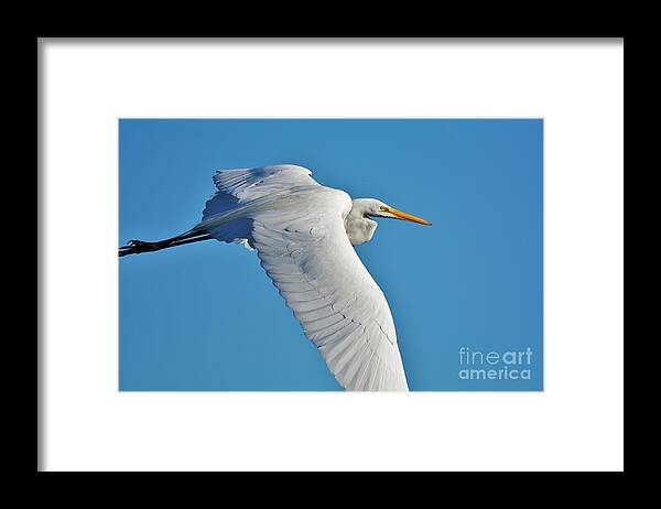 Great White Egret Framed Print featuring the photograph Great Egret Flying High by Julie Adair