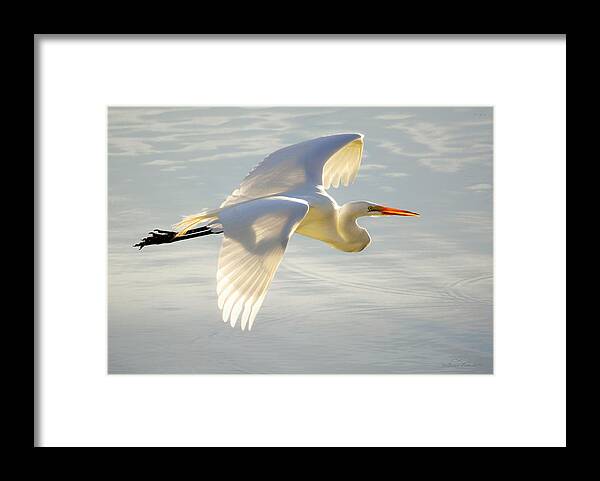 Wildlife Framed Print featuring the photograph Great Egret Glow by Brian Tada