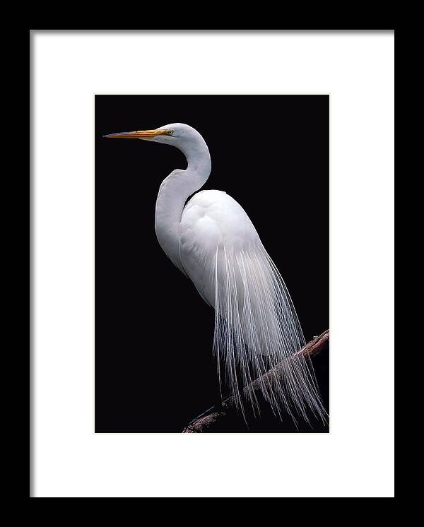Egret Framed Print featuring the photograph Great Egret II by Donna Proctor