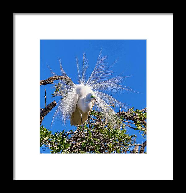 Egrets Framed Print featuring the photograph Great Egret In Breeding Plumage by DB Hayes