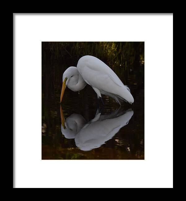Egret Framed Print featuring the photograph Great Egret by Jim Bennight