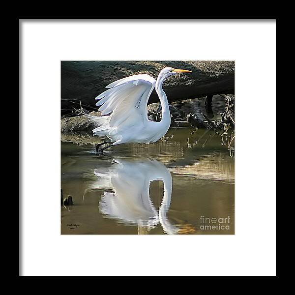 Egret Framed Print featuring the photograph Great Egret Lifting Off by DB Hayes