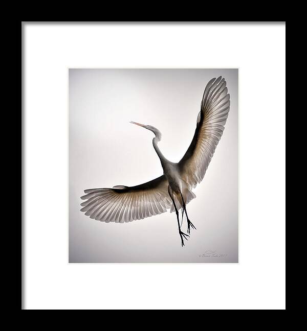 Wildlife Framed Print featuring the photograph Great Egret Majesty by Brian Tada