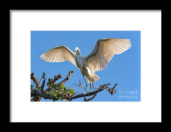 Egrets Framed Print featuring the photograph Perfect Landing by DB Hayes