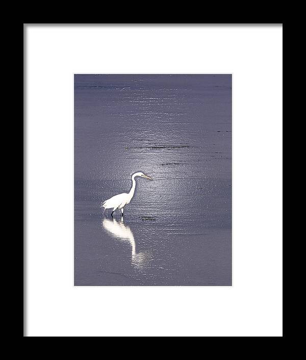 Great Egret Framed Print featuring the photograph Great Egret by Steven Sparks