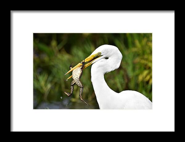 Great White Egret Framed Print featuring the photograph Great Egret With Frog by Julie Adair