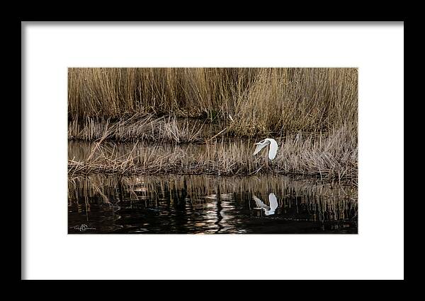 Great Egret Framed Print featuring the photograph Great Egret's flight to a new position by Torbjorn Swenelius