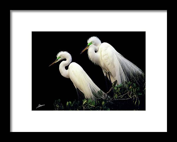 Nature Framed Print featuring the photograph Great Egrets in Breeding Plumage by Phil Jensen