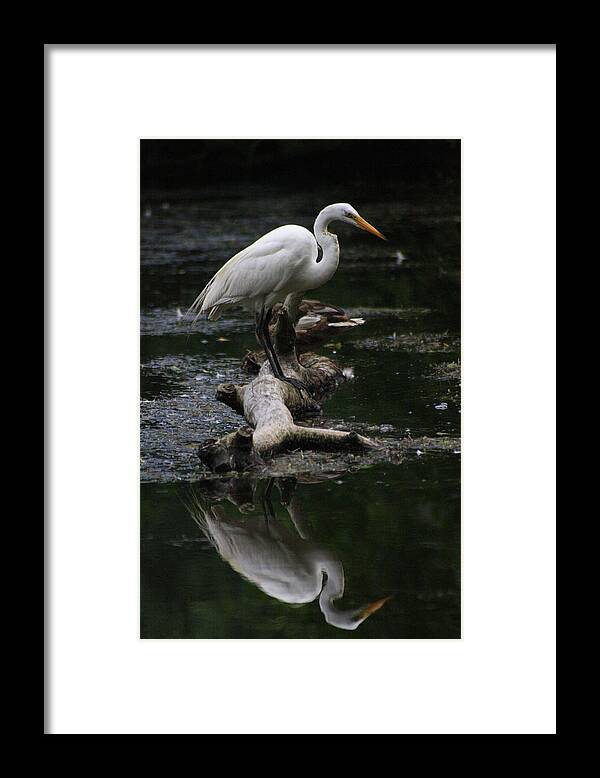 Egret Framed Print featuring the photograph Great Fishing Egret by Christopher J Kirby
