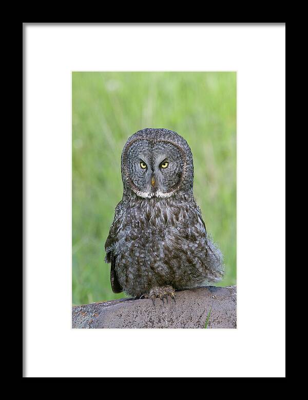 Wild Framed Print featuring the photograph Great Gray Intensity by Mark Miller