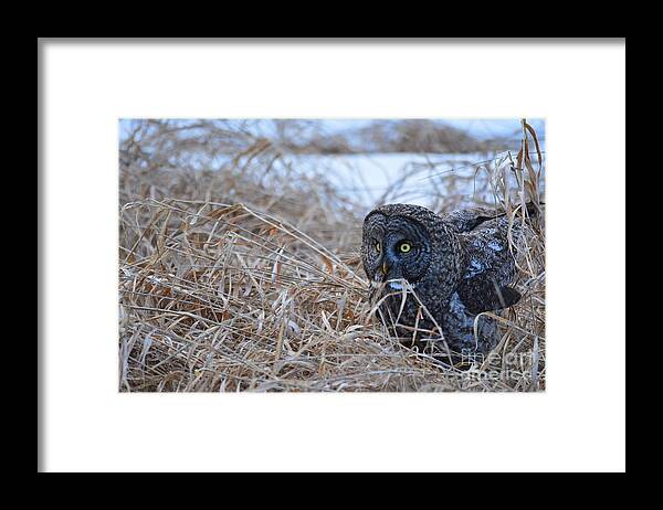 Owl Framed Print featuring the photograph Great Gray on the Hunt by Steve Brown