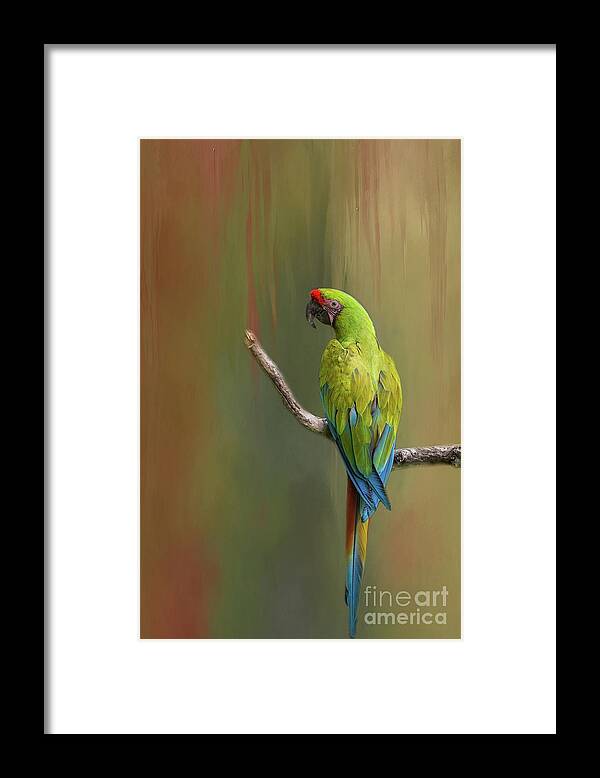 Great Green Macaw Framed Print featuring the photograph Great Green Macaw by Eva Lechner