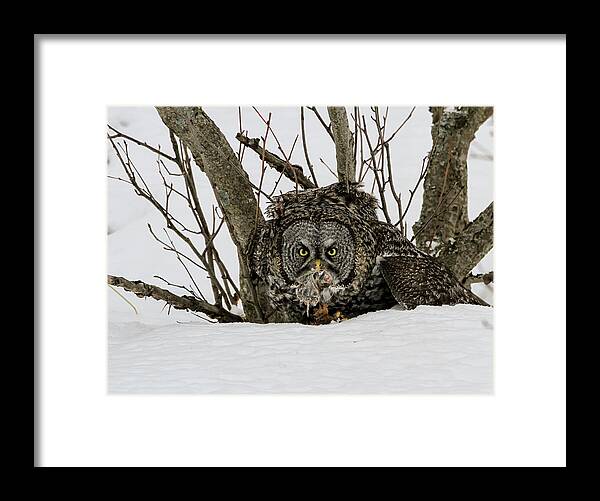 Sam Amato Photography Framed Print featuring the photograph Great Grey Owl and Vole by Sam Amato