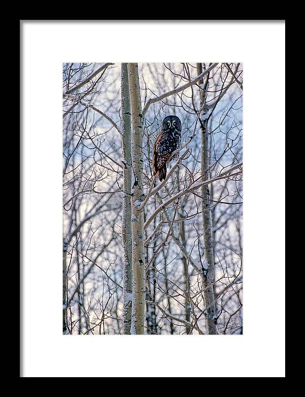 Canada Framed Print featuring the photograph Great Grey Owl by Doug Gibbons