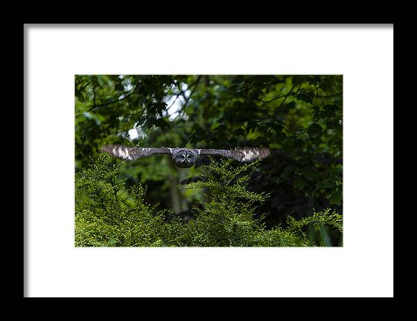 Great Grey Owl Framed Print featuring the photograph Great Grey Owl in Flight by Andy Myatt