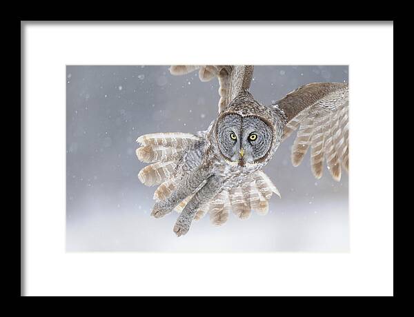 Great Framed Print featuring the photograph Great Grey Owl in Snowstorm by Scott Linstead