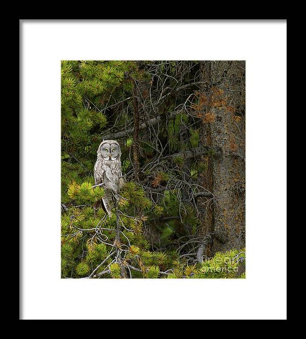 Owl Framed Print featuring the photograph Great Grey Owl-Signed-#9434 by J L Woody Wooden