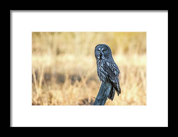 Great Grey Perching Framed Print featuring the photograph Great Grey Perching by Torbjorn Swenelius