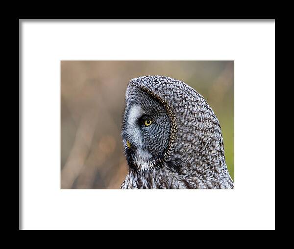Great Greys Profile Framed Print featuring the photograph Great Grey's Profile a closeup by Torbjorn Swenelius