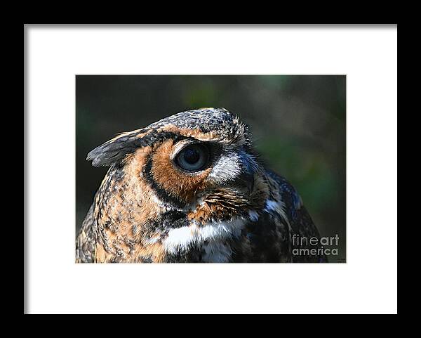 Art Framed Print featuring the photograph Great Horned Owl by DB Hayes