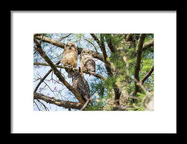 Great Horned Owl Framed Print featuring the photograph Great Horned Owl Family by Darryl Hendricks