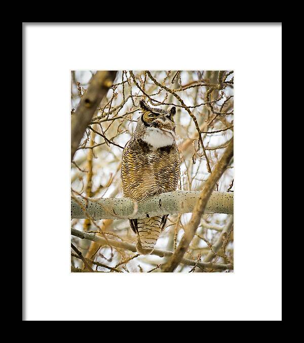 Great Horned Owl Framed Print featuring the photograph Great Horned Owl by Greg Norrell