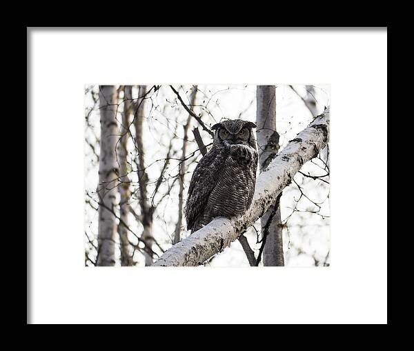 Alaska Framed Print featuring the photograph Great Horned Owl by Ian Johnson