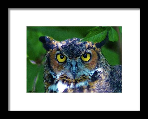 Great Horned Owl Framed Print featuring the photograph Great Horned Owl by Kathy Kelly